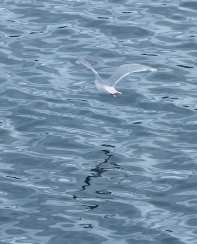 Glaucous-winged Gull