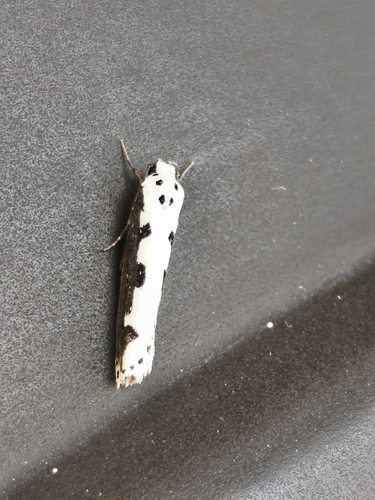 Viper's Bugloss Moth