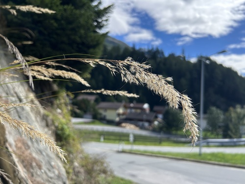 Achnatherum calamagrostis, 2026-09-13