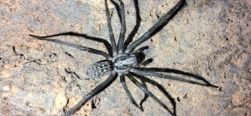Giant House Spider