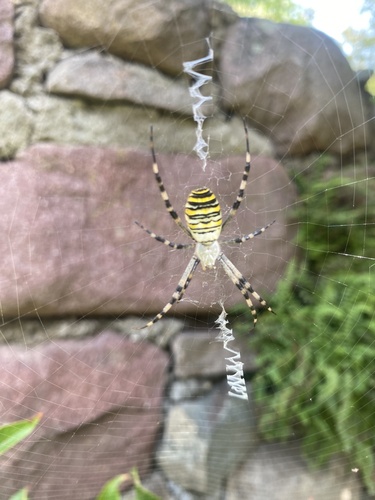 Wasp Spider