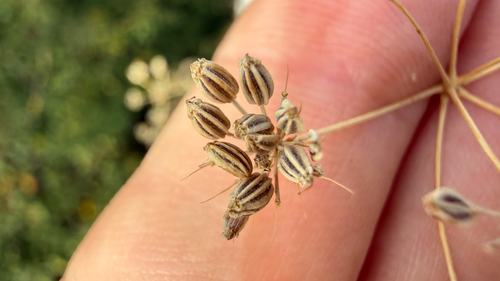 Seseli pallasii