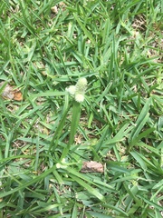 Cyperus sesquiflorus