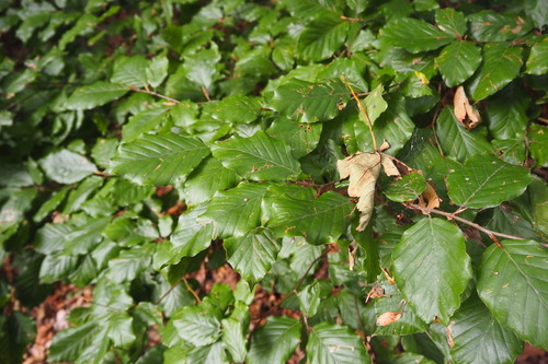 European beech