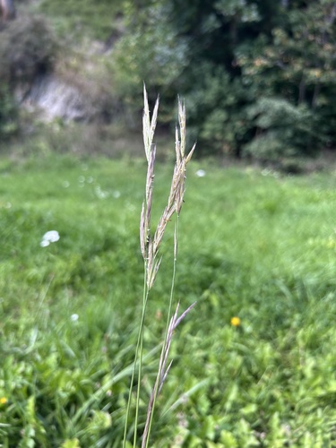 Bromus erectus observed 2026-09-13