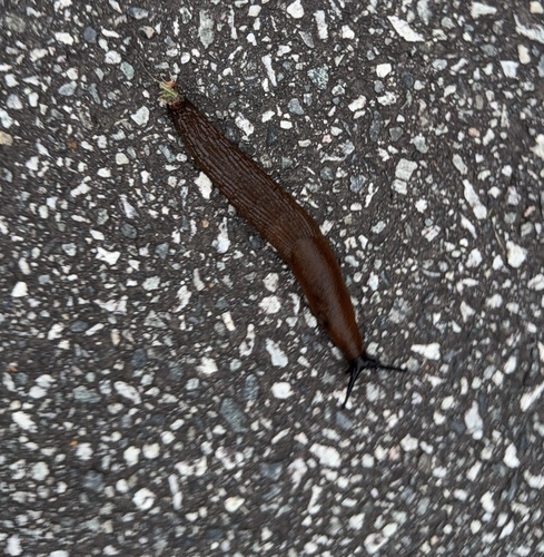 Black Slug