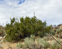 Juniperus californica, photograph (c) Henrik Kibak, some rights reserved (CC BY)