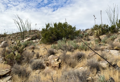 Juniperus californica, photograph 4