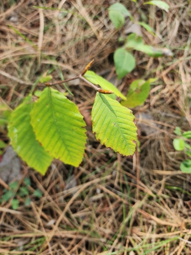 American beech
