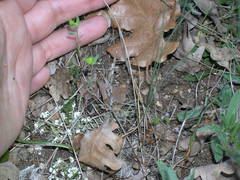 Euphorbia taurinensis
