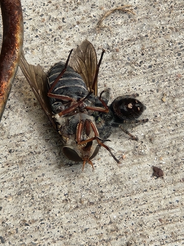 Bold Jumping Spider