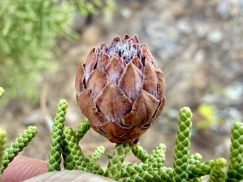 Juniperus californica, photograph 2