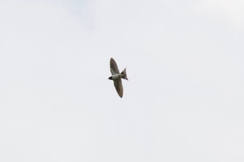 White-bellied Barn Swallow