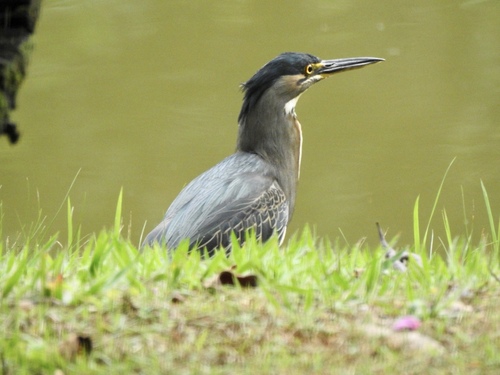 Striated Heron