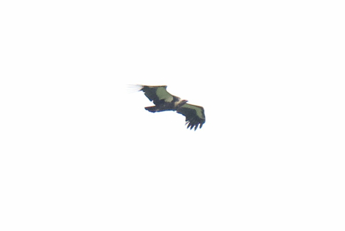 White-rumped Vulture