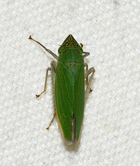 Draeculacephala inscripta
