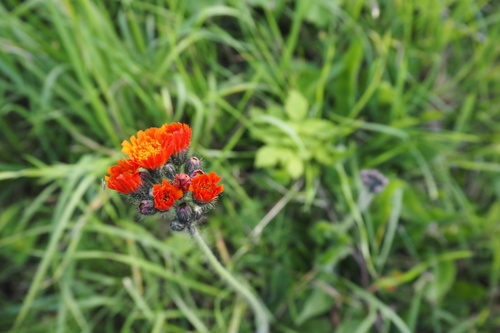 orange hawkweed