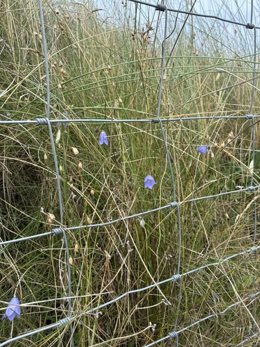 Common Harebell