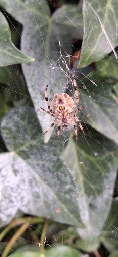 Cross Orbweaver