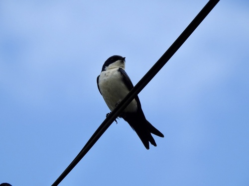 Blue-and-white Swallow