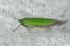 Draeculacephala inscripta