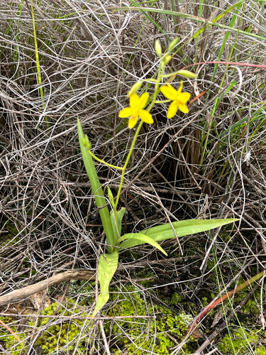 Cyanella lutea, photograph 6