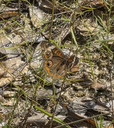 Common Buckeye