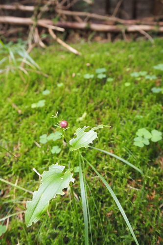 May Lily