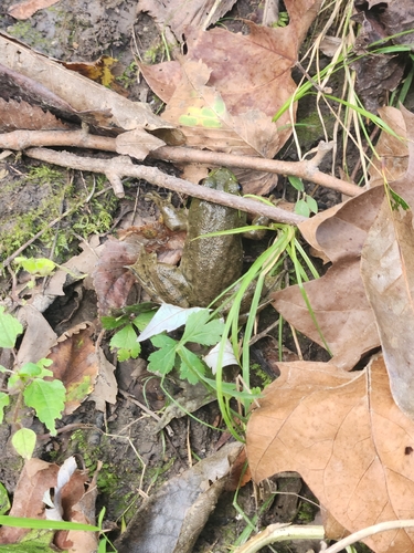 American Bullfrog