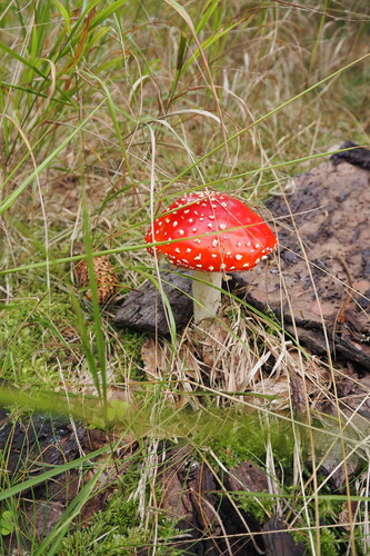 Fly Agaric