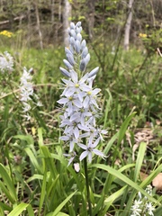 Camassia scilloides