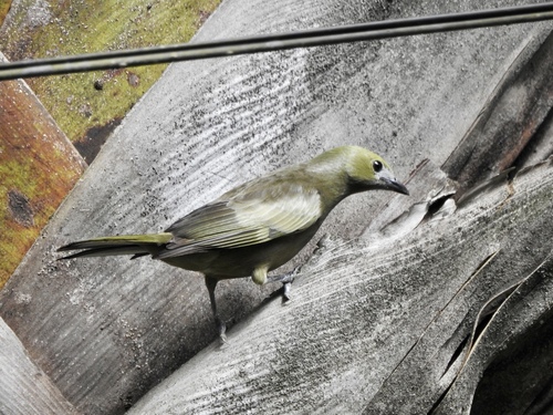 Palm Tanager