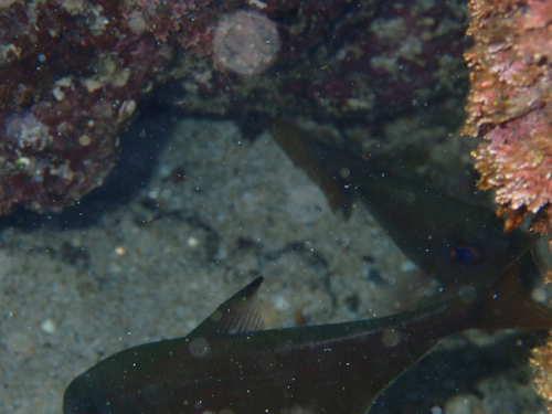 Pempheris rhomboidea observed 2026-09-13