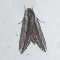 Sphinx vanbuskirki
