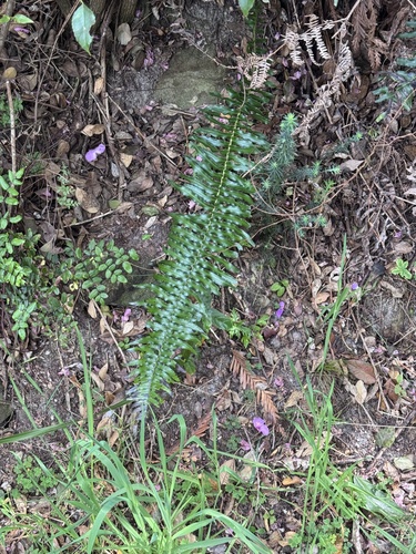 Blechnum punctulatum, photograph 4