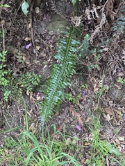 (c) chrisdt, some rights reserved (CC BY) Blechnum punctulatum, photograph (c) chrisdt, some rights reserved (CC BY)