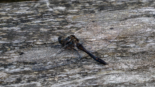 Black Meadowhawk