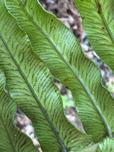 Blechnum punctulatum, photograph 5
