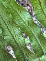 (c) chrisdt, some rights reserved (CC BY) Blechnum punctulatum, photograph (c) chrisdt, some rights reserved (CC BY)