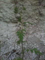 Phacelia congesta