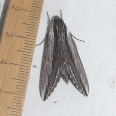 Sphinx vanbuskirki