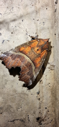 Herald Moth
