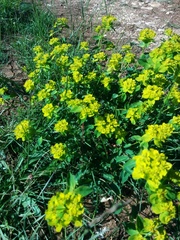 Helioscopia