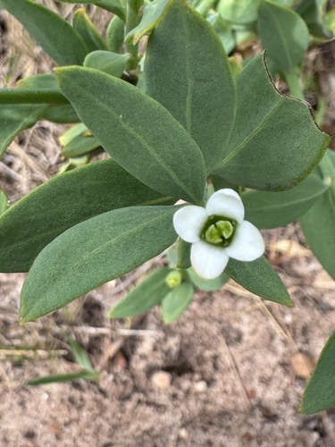 Montinia caryophyllacea, photograph 6