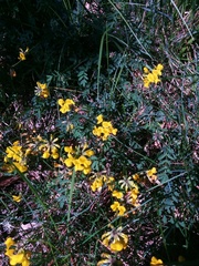 Hippocrepis comosa
