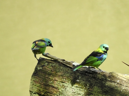 Green-headed Tanager