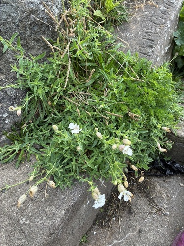 Sea Campion