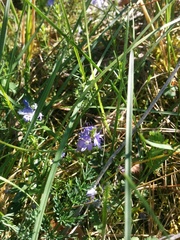 Veronica satureiifolia