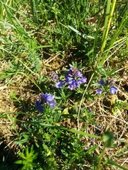 Veronica satureiifolia