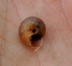 Euomphalia strigella